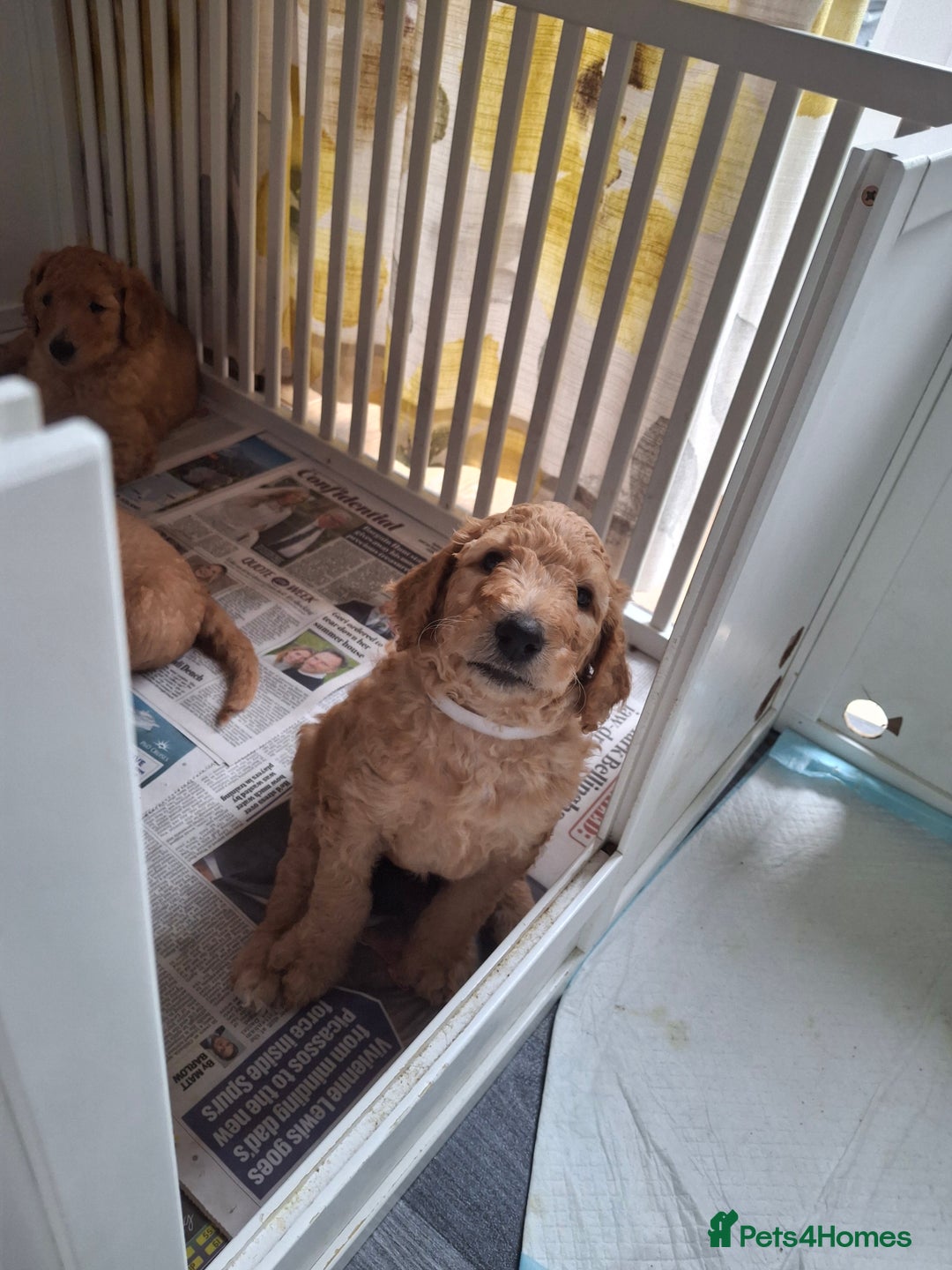 Standard Poodle dogs for sale: Standard poodle male pup apricot  - Image 16