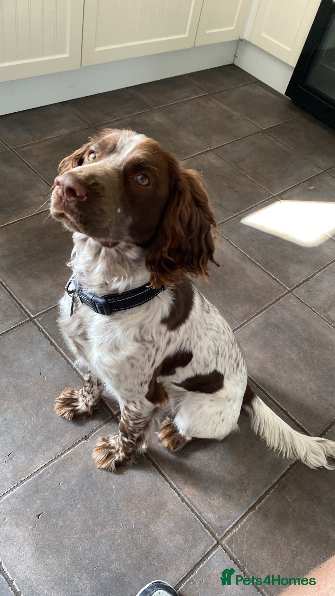 Sprocker dogs Barney sprocker spaniel - Advert 1