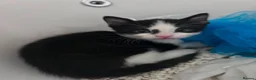 Mixed Breed cats for sale: Kittens for sale  - Advert 7