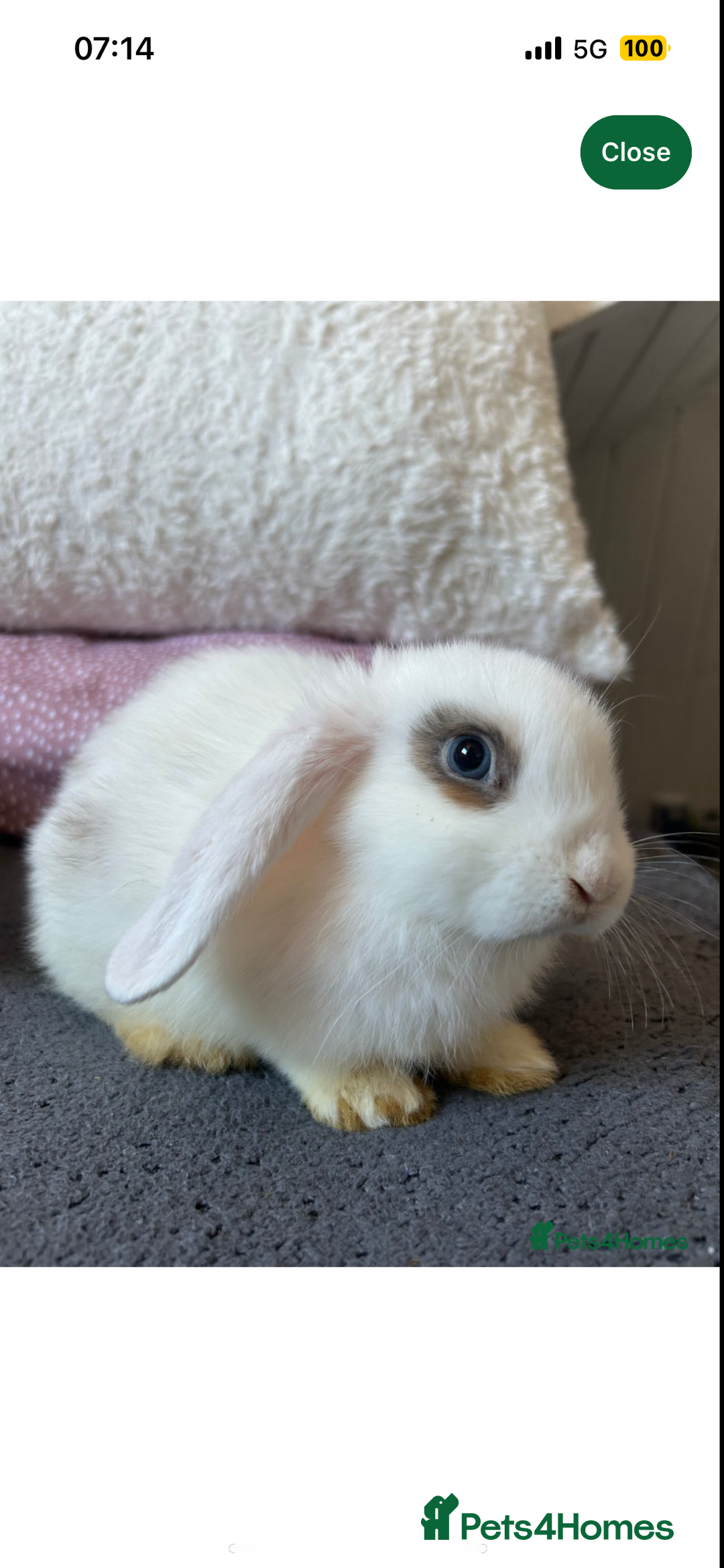 Mini Lop rabbits for sale: Holland lops for sale  - Advert 3