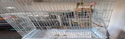 Budgerigars birds for sale: Female budgie with essentials included in Maidstone - Advert 6