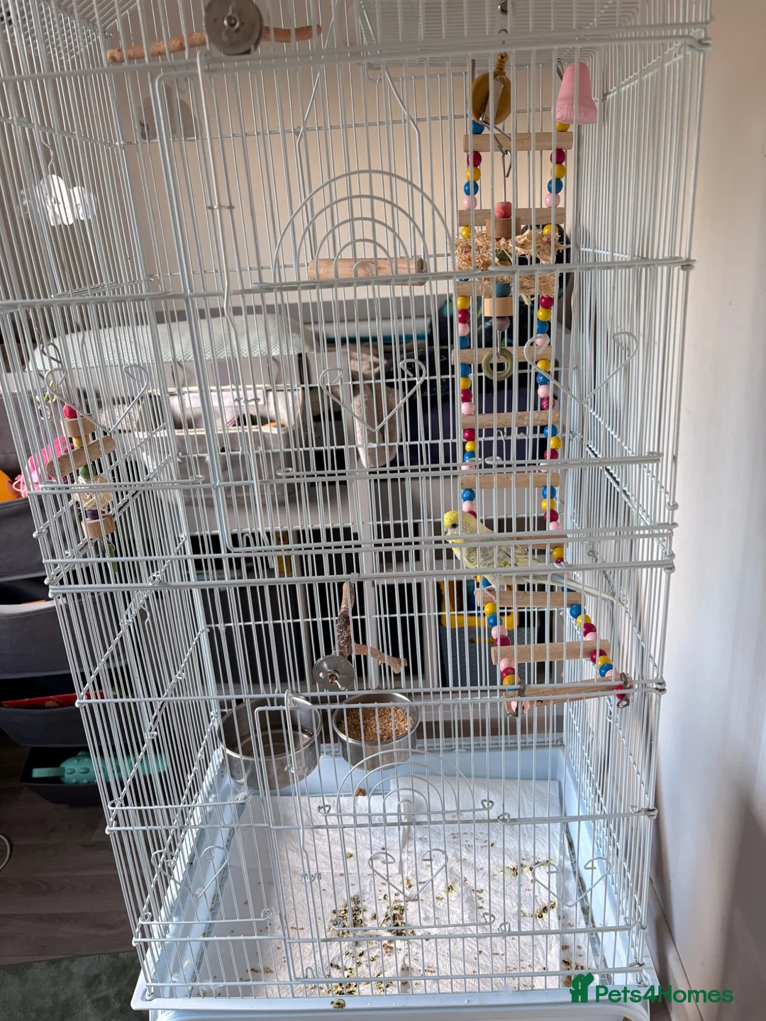 Budgerigars birds for sale: Female budgie with essentials included in Maidstone - Advert 6