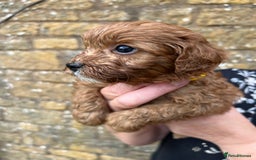 Cavapoo dogs for sale: Cavapoos puppies  - Image 10