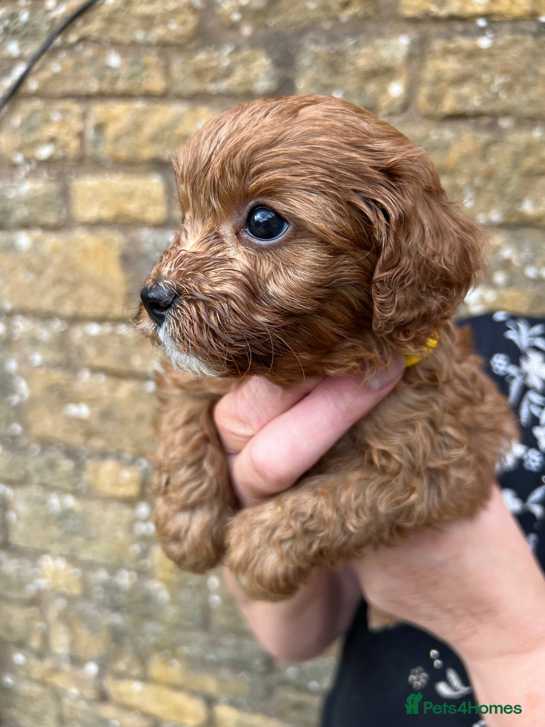 Cavapoo dogs for sale: Cavapoos puppies  - Image 10