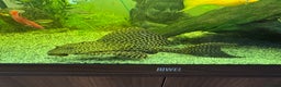 Plecos fish for sale: Sailfin pleco - Advert 10