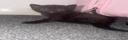 Scottish Fold cats for sale: Scottish fold kittens - Advert 6