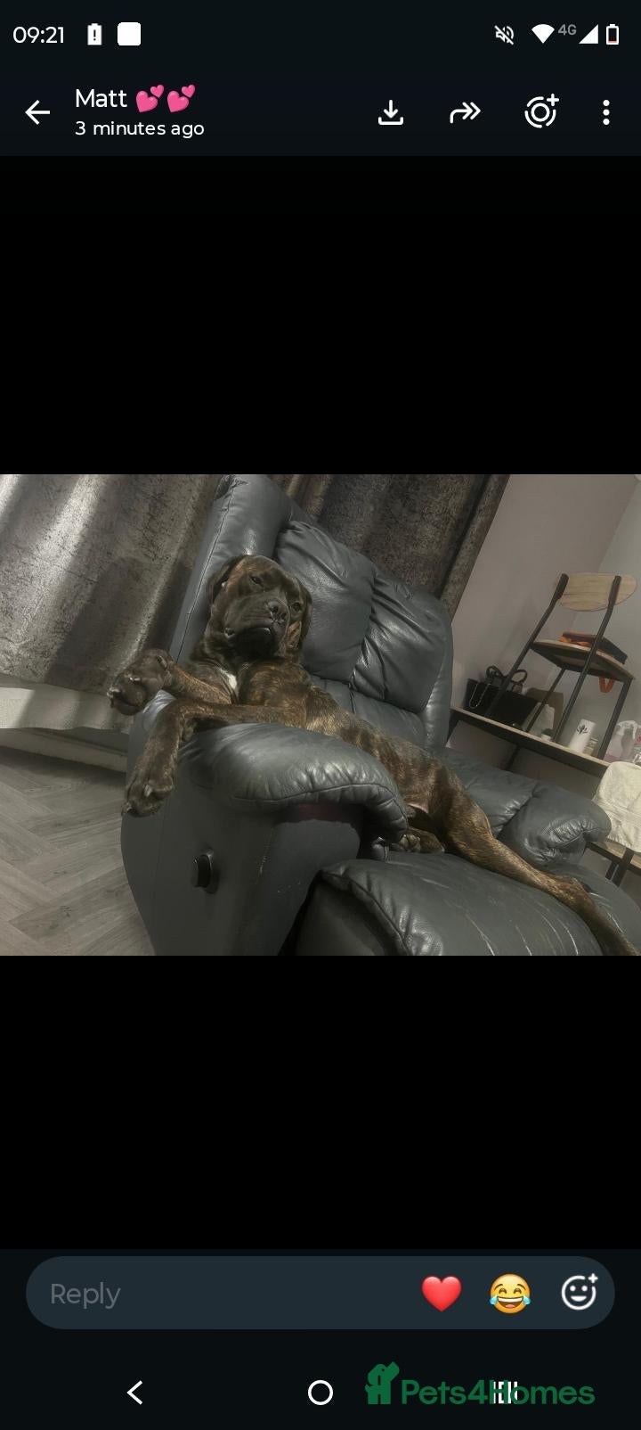 Cane Corso dogs 9 month cane corso female  - Advert 4