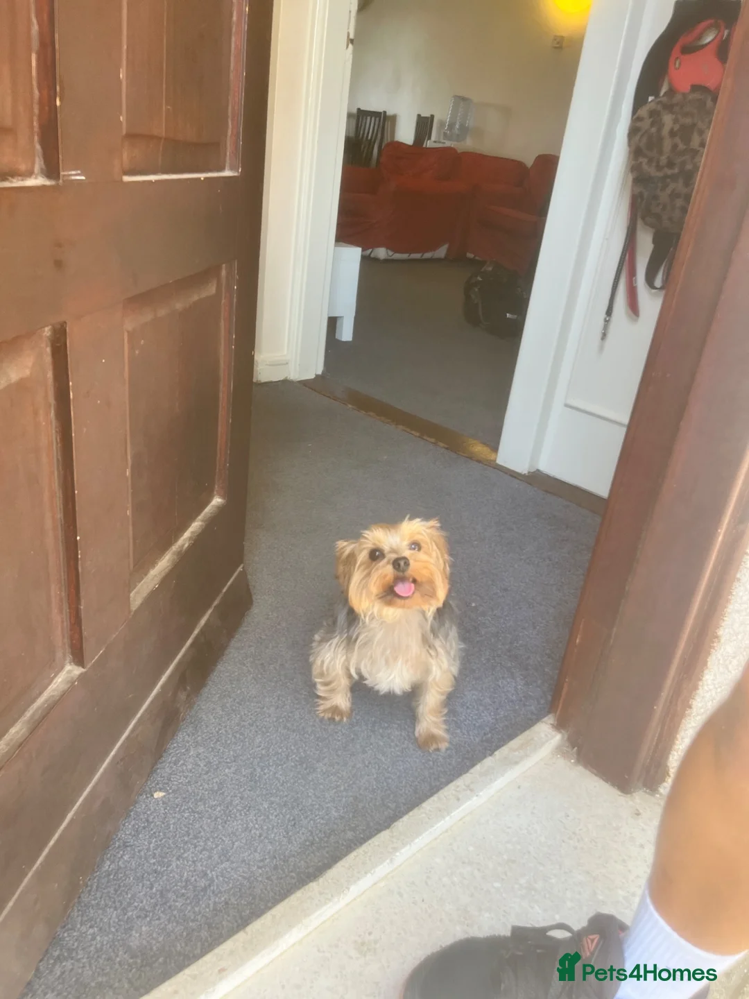 Yorkshire Terrier dogs for sale: Ralph - loving home wanted  in Carterton - Advert 6
