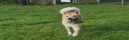 Mixed Breed dogs for stud: Snow dog Stud in Kidwelly - Advert 3