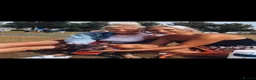 French Bulldog dogs for sale: French bulldog  - Advert 2