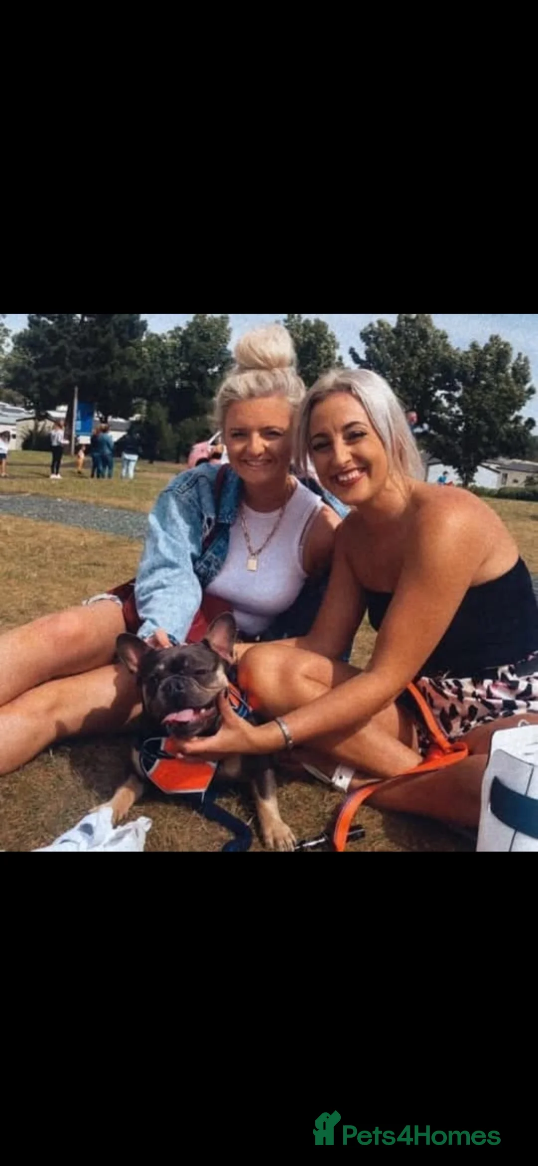 French Bulldog dogs for sale: French bulldog  - Advert 2