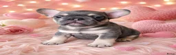 French Bulldog dogs for sale: Adorable French bulldog pups for sale  in Ware - Advert 8