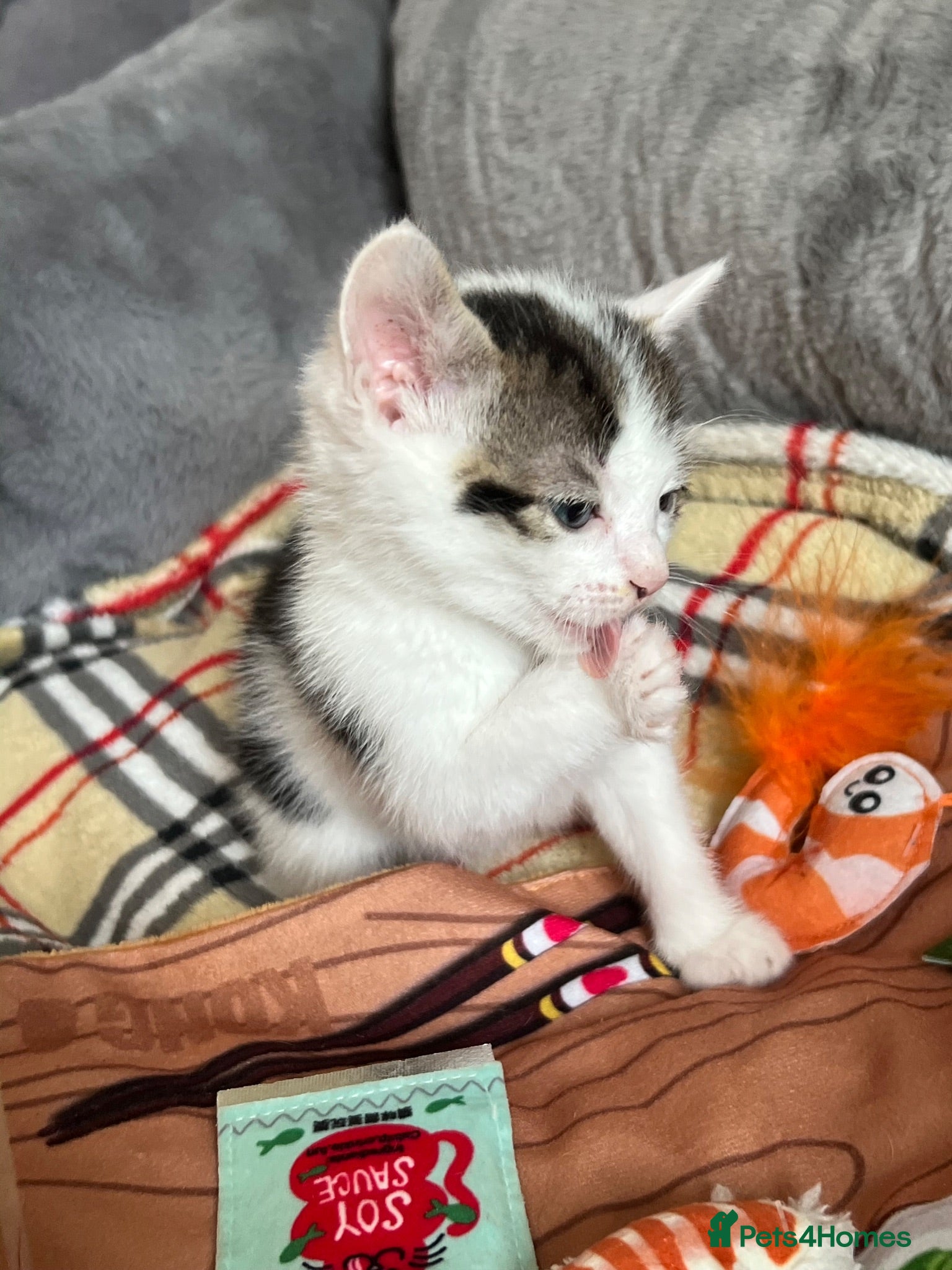 Mixed Breed cats Kittens for Sale - Ready to Go £160 - Advert 2