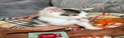 Mixed Breed cats for sale: Kittens for Sale £160 - Advert 5
