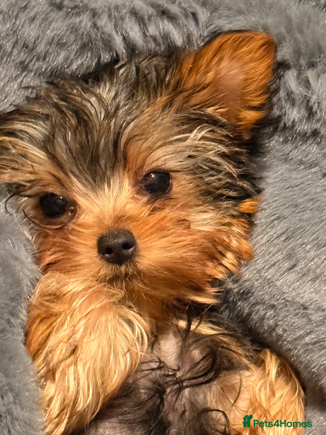 Yorkshire Terrier dogs for sale: Yorkshire terrier small girl-KC register  - Advert 9