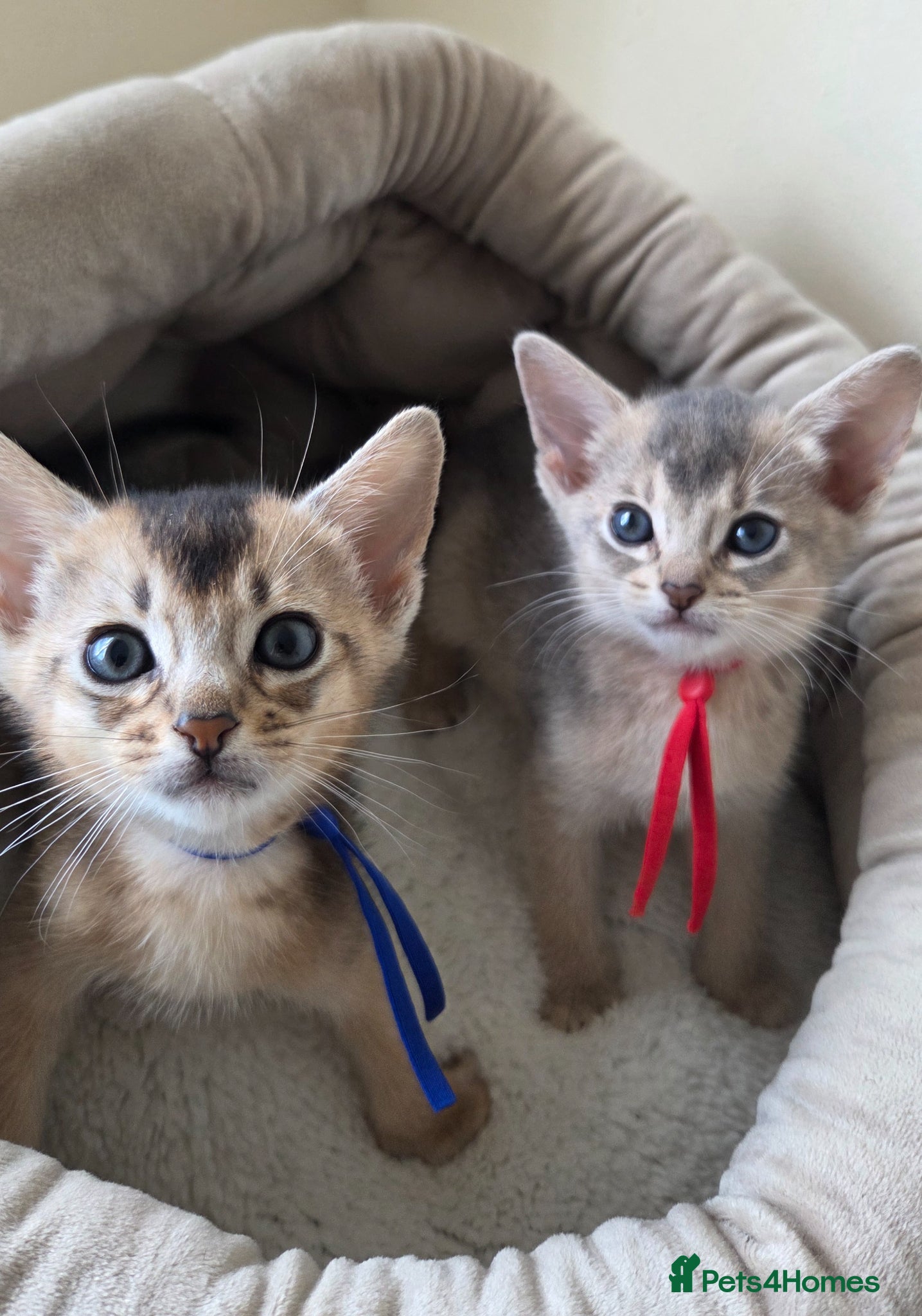 Abyssinian cats ⚜️Last 2 kittens -Beautiful Abyssinian Kittens🏆 - Advert 2