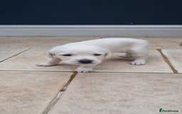 Mixed Breed dogs for sale: Double Doodle puppies  - Image 5