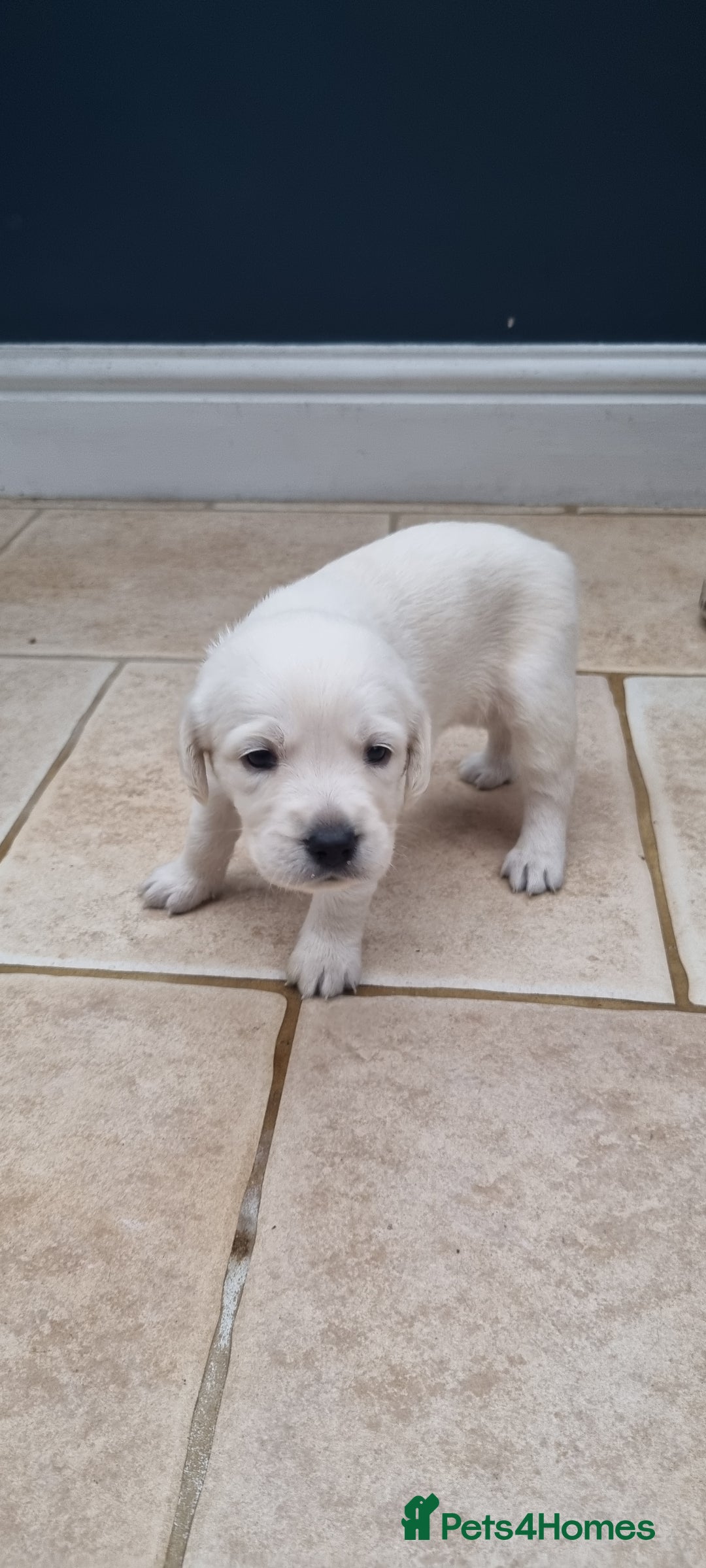 Mixed Breed dogs for sale: Double Doodle puppies  - Image 5