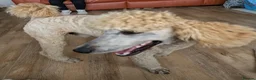 Standard Poodle dogs for stud: Standard Poodle for stud in Middlesbrough - Advert 8