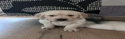 Golden Retriever dogs for sale: Golden retriever puppies🩷🩵 - Advert 3