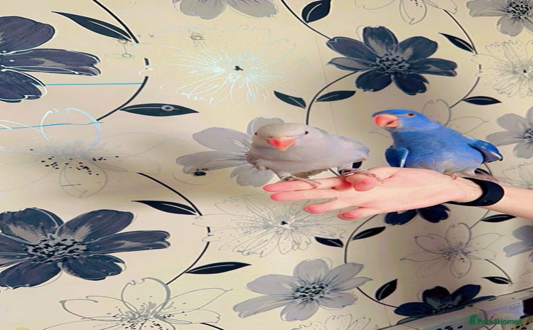 Ringnecks birds - Advert 1