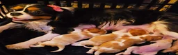 Cavalier King Charles Spaniel dogs for sale: Cavalier King Charles Spaniel Puppies Available - Advert 14