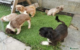 Shih Tzu dogs for sale: Karashishi Imperial Shih Tzu - Image 5