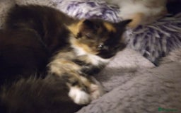 Mixed Breed cats for sale: Ragdoll cross kittens  - Image 6