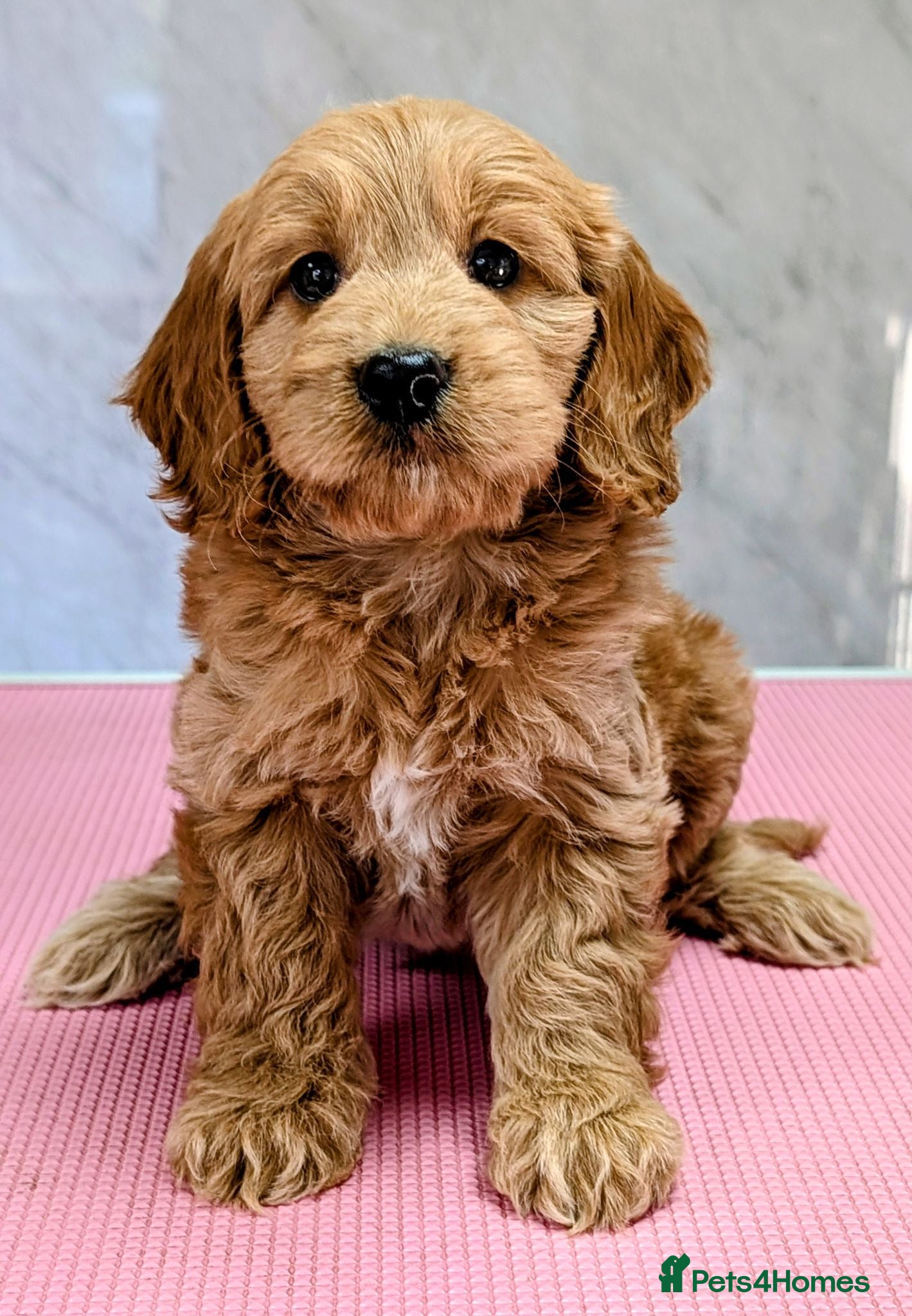 Cockapoo dogs Ready now! Licensed breeder, health tested F1 pups - Advert 1