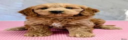 Cockapoo dogs for sale: Licensed breeder, health tested F1 cockapoos - Advert 34