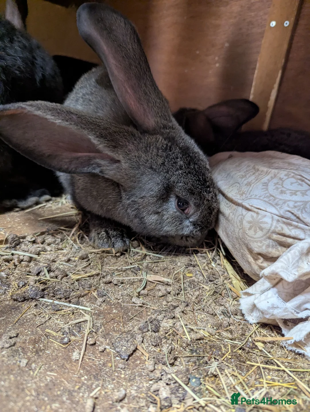 Continental Giant rabbits for sale: Continental giant  - Advert 1