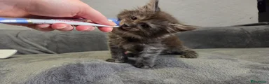 Maine Coon Kitten 3