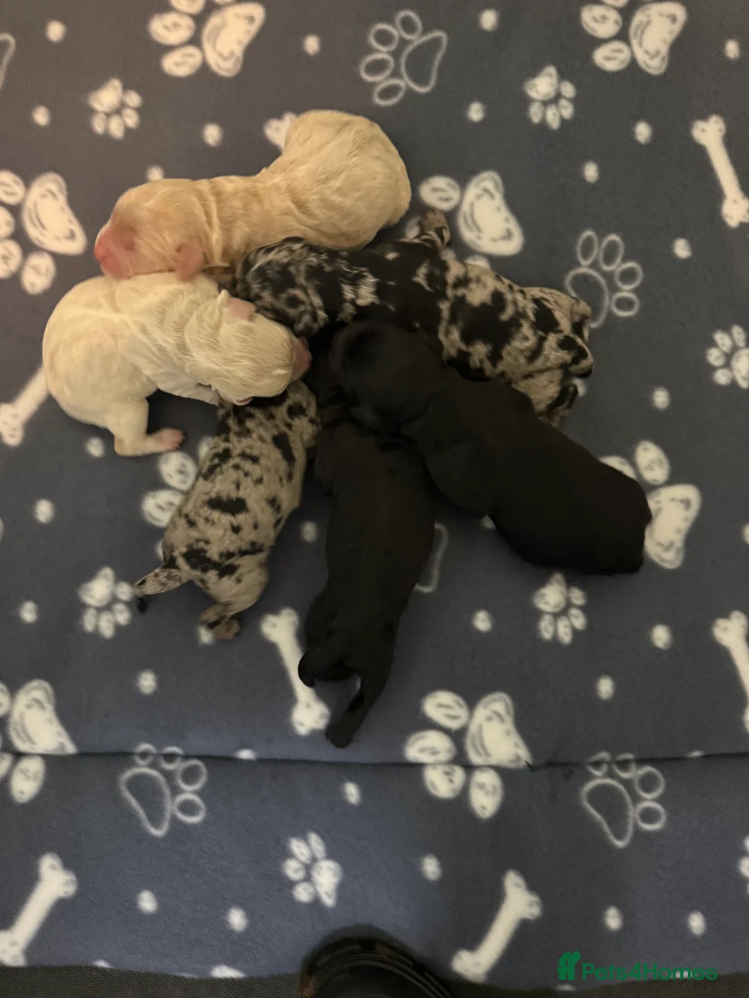 Labradoodle dogs for sale: Cracking F1 Labradoodles.  - Advert 5