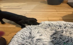 Patterdale Terrier dogs for sale: Beautiful patterdale terrier  - Image 3