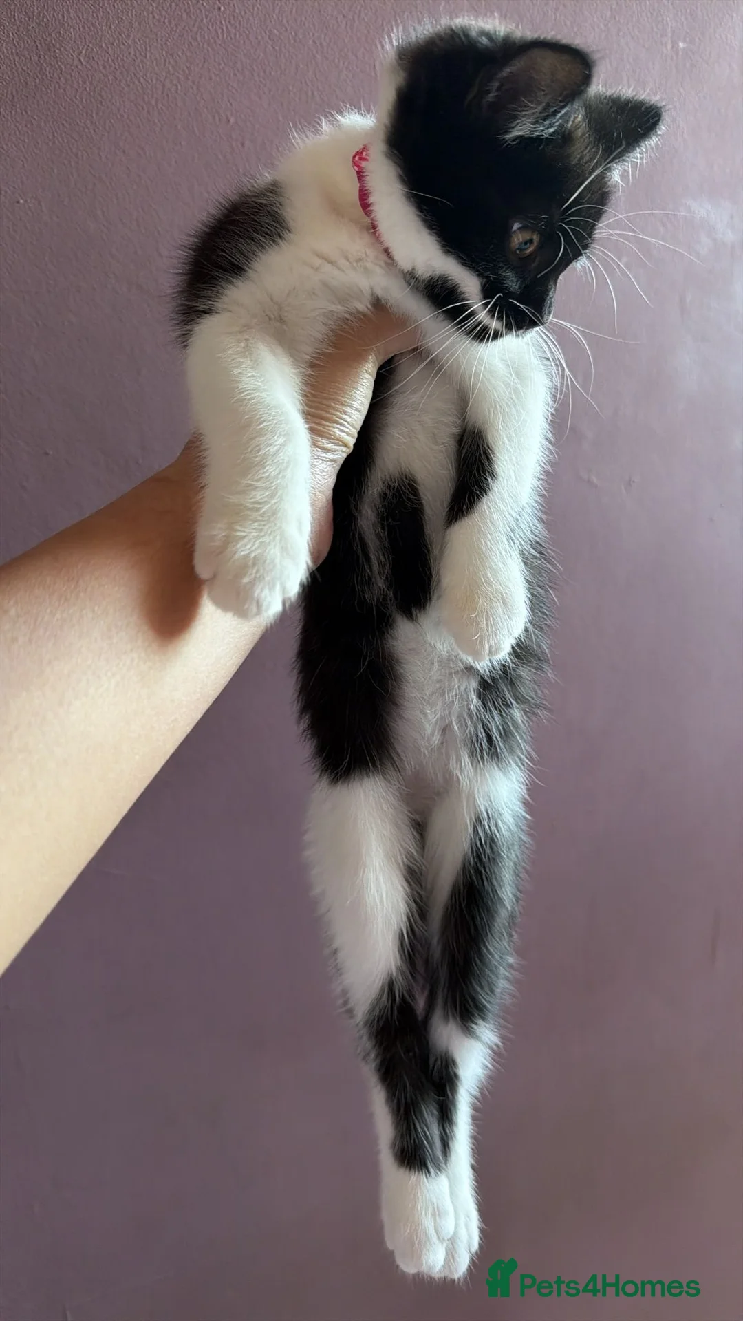 British Shorthair cats for sale: British short hair kitten  - Advert 19