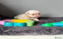 Pug dogs for sale: 7 boys ready to go next week!!!🩵 - Image 26