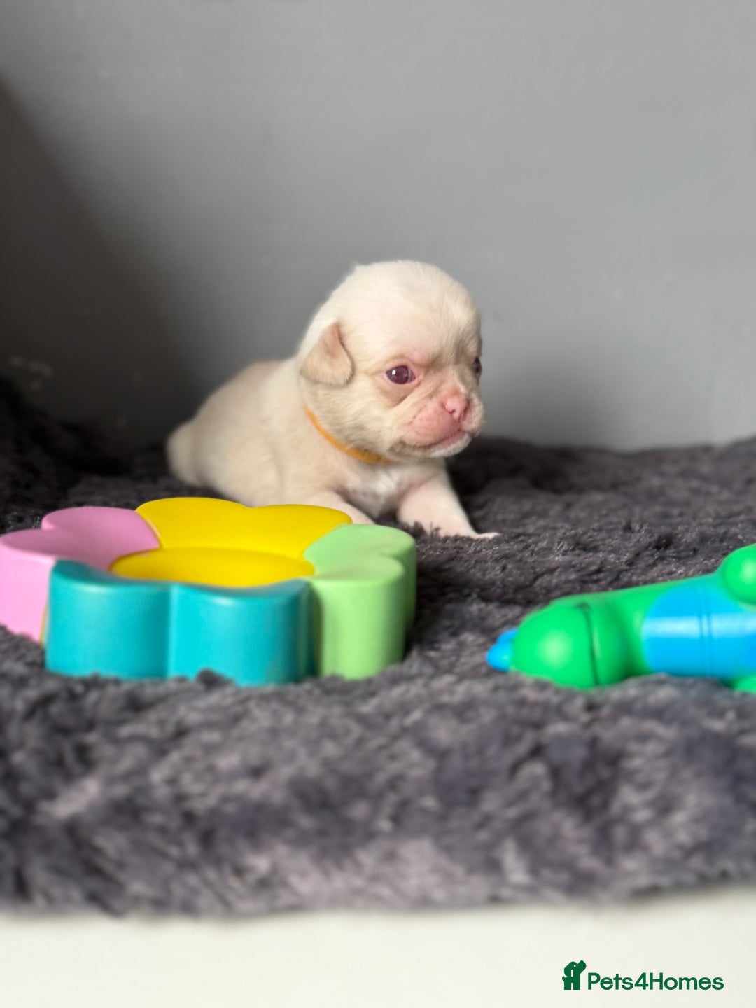 Pug dogs for sale: 7 boys ready to go next week!!!🩵 - Image 26