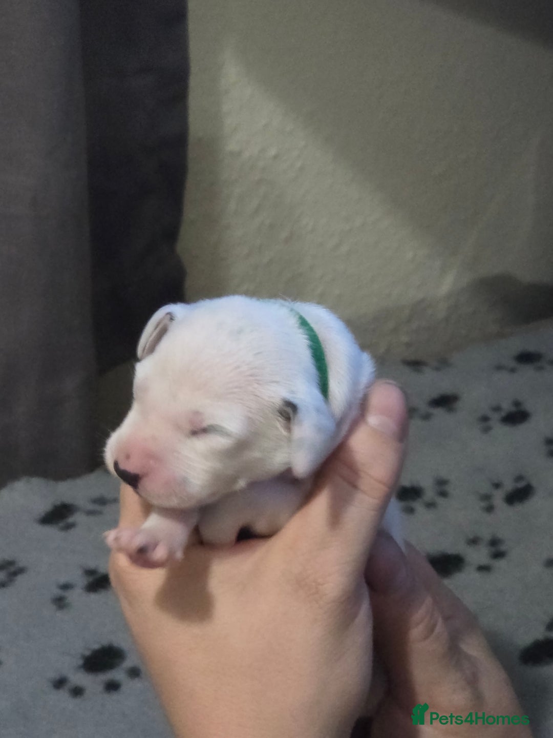 Dalmatian dogs for sale: 100% DALMATIAN LITTER - Image 20