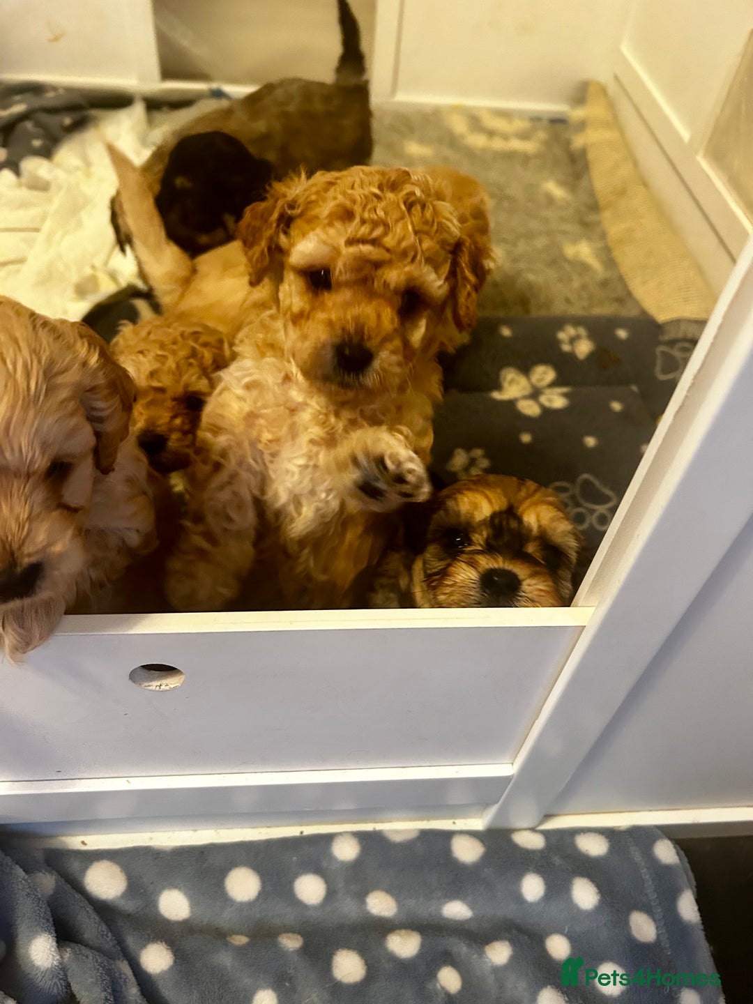 Cavapoochon dogs for sale: Cavapoochons 5 girls 2 boys - Advert 12