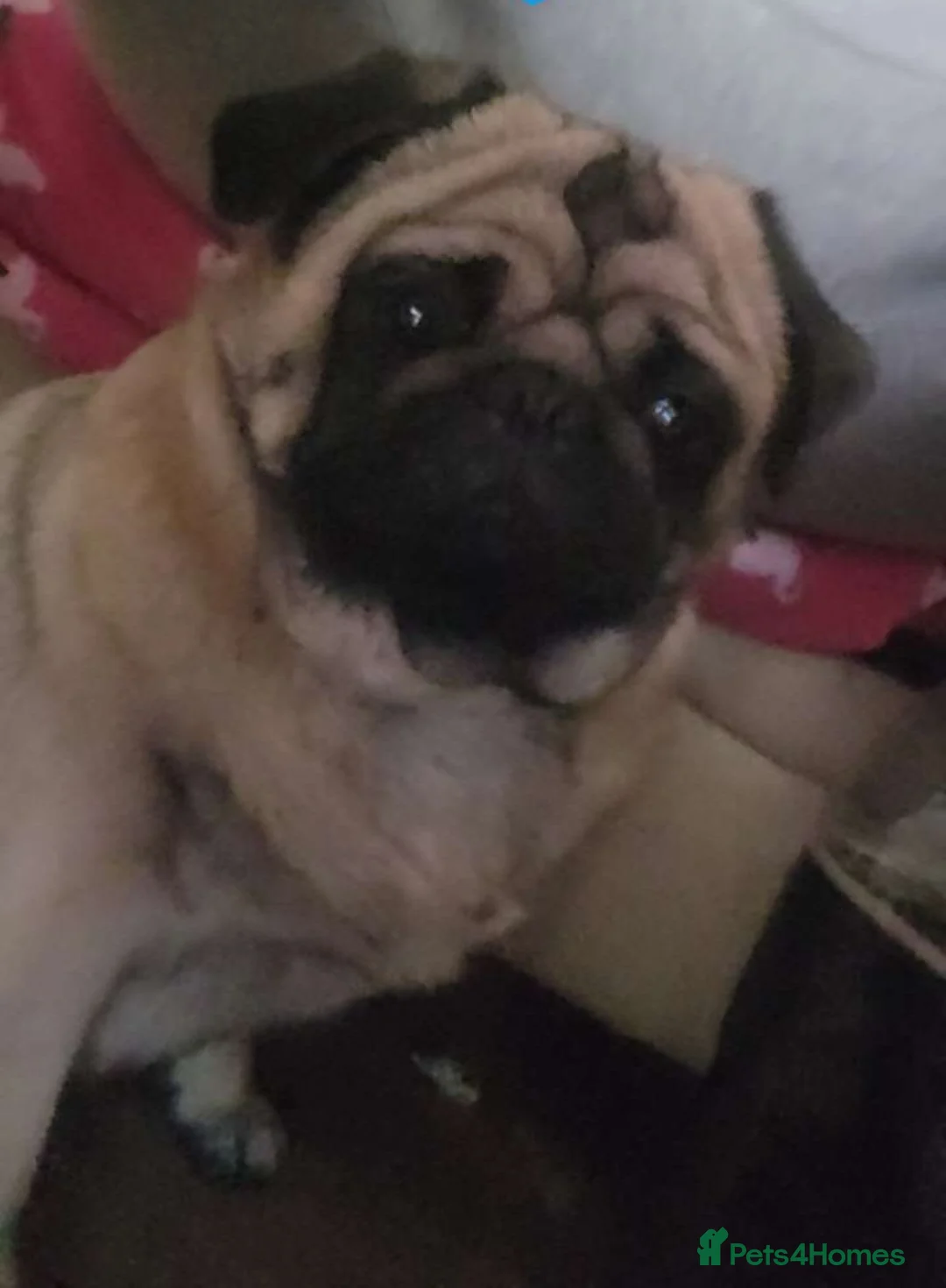 Pug dogs for stud: Frank the pug  - Advert 3