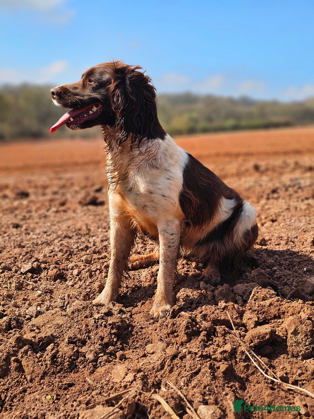 English Springer Spaniel dogs for sale: Springer spaniel pups  - Image 9
