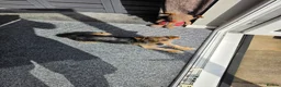 Patterjack dogs for sale: Patterjack x pom - Advert 3