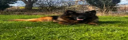 German Shepherd dogs for stud: German Shepard Hugo  in Waltham Cross - Advert 7