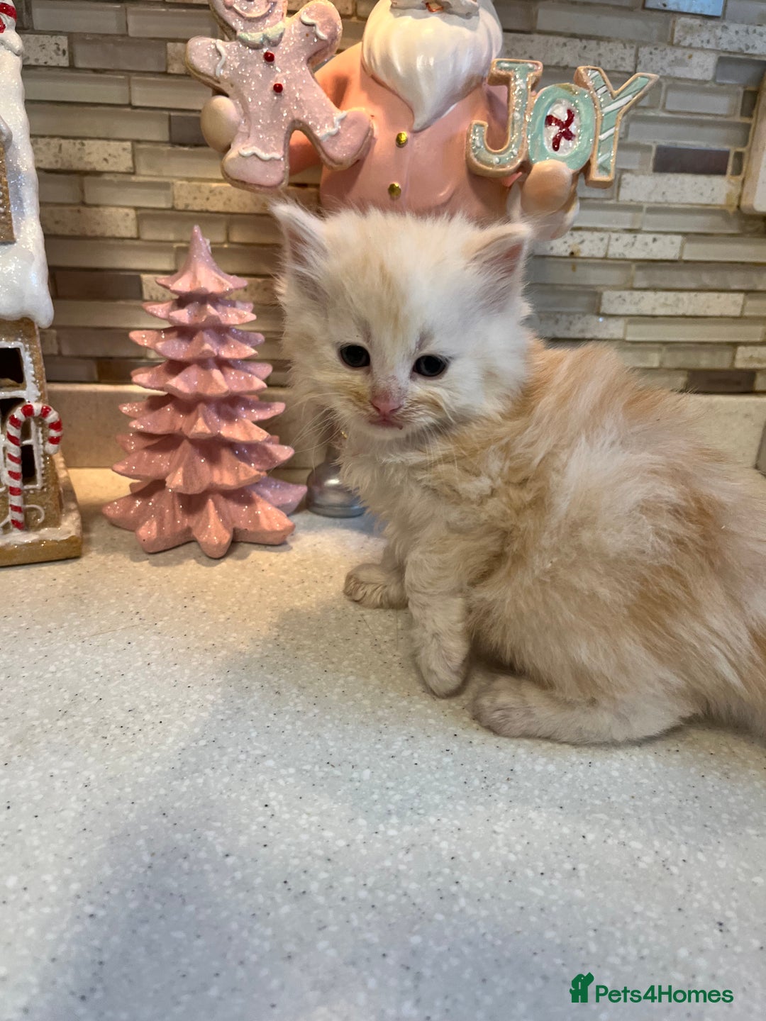 Maine Coon cats for sale: 3/4 Maine coon kittens - Image 4