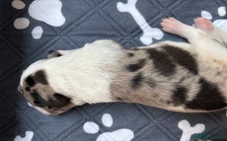 Border Collie dogs for sale: Heath tested collies - Image 21