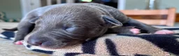 Whippet dogs for sale: KC Reg blue whippet puppies in Ledbury - Advert 15