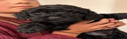 Cockapoo dogs for sale: Toy cockapoos  - Advert 2