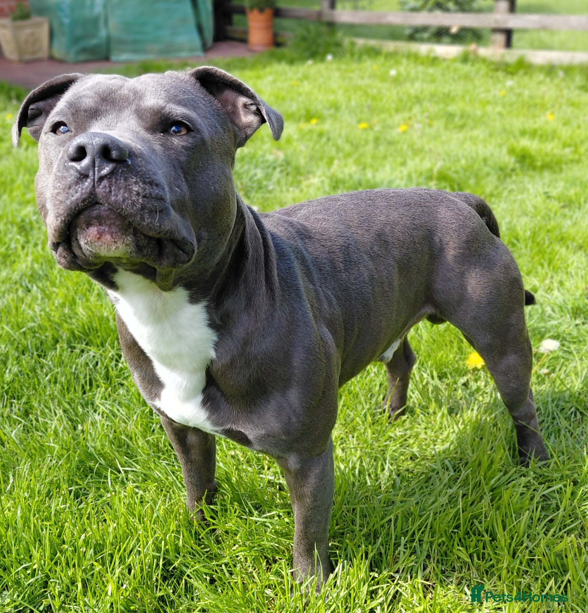 Staffordshire Bull Terrier dogs Blue staffordshire bull terrier for stud - Advert 4