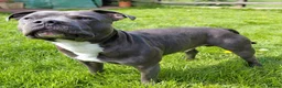 Staffordshire Bull Terrier dogs for stud: Blue staffordshire bull terrier for stud - Advert 1
