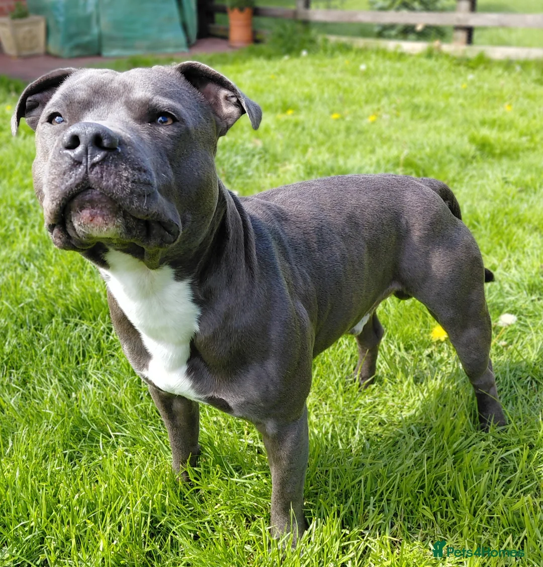 Staffordshire Bull Terrier dogs for stud: Blue staffordshire bull terrier for stud - Advert 1
